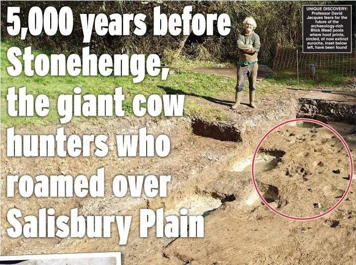  ?? ?? UNIQUE DISCOVERY: Professor David Jacques fears for the future of the archaeolog­y-rich Blick Mead pools where hoof prints, circled, of now extinct aurochs, inset below left, have been found