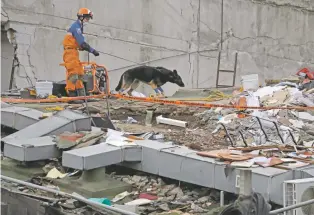  ?? REBECCA BLACKWELL/THE ASSOCIATED PRESS ?? A handler and his rescue dog look for victims in a quake-collapsed seven-story building Friday in Mexico City’s Roma Norte neighborho­od. Mexican officials are promising to keep up the search for survivors as rescue operations stretch into a fourth day.