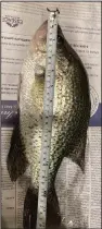  ?? (Arkansas Democrat-Gazette/ Bryan Hendricks) ?? Jim Bell caught this giant crappie in open water with a double-bladed spinnerbai­t.