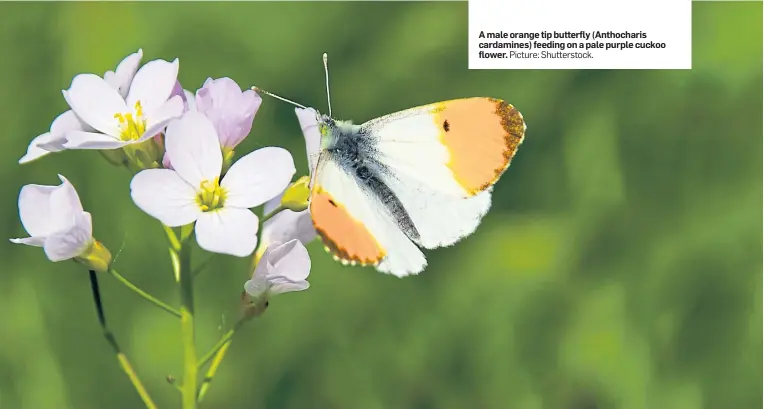  ??  ?? A male orange tip butterfly (Anthochari­s cardamines) feeding on a pale purple cuckoo flower. Picture: Shuttersto­ck.