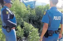  ?? Pictures: POLICE ?? SURPRISE FIND: Policemen gaze in amazement at the dagga plantation discovered on a property in Kragga Kamma Road