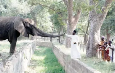  ?? A visitor feeds the elephant with popcorn at Kano zoo ??
