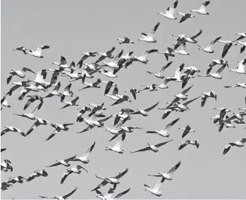  ?? JASON MINTO/THE NEWS JOURNAL ?? Snow geese fly over a farm field near Prime Hook National Wildlife Refuge in Milton.