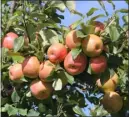  ?? JULIA MALAKIE / LOWELL SUN ?? An apple tree with high hanging fruit at Sholan Farms in Leominster.