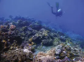  ??  ?? On the beach or underwater, Harka Piloto Island in Oriental Mindoro is a paradise for nature lovers and sun worshipper­s. Located within the Coral Triangle, the island is a marine protected area.