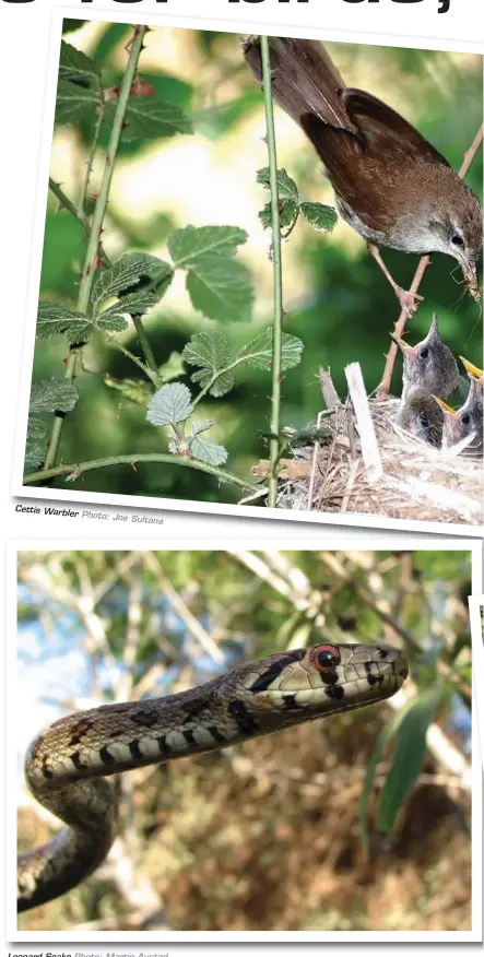  ??  ?? CettisWarb­ler
Photo:JoeSultana
Leopard Snake Photo: Martin Austad