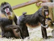  ?? Joerg Koch / DDP/AFP via Getty Images ?? Mandrills practice social distancing by avoiding grooming each other in some cases.
