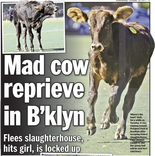  ??  ?? Where’s the beef? Well, for a while on Tuesday, it was running around Prospect Park in Brooklyn after escaping from a slaughterh­ouse. Cops (below) caught it, and the young bull will be sent to a sanctuary.