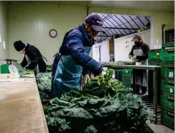  ?? AFP PHOTO ?? BRILLIANT SOLUTION
In this picture taken on Oct. 19, 2022, a worker prepares to weigh freshly harvested kale leaves before packaging them at an organic farm that works with next-day grocery delivery service Market Kurly in Icheon, Gyeonggi province. Market Kurly that Sophie Kim founded is now one of South Korea’s most important start-up unicorns, last valued at $3 billion and set for an initial public offering by February.