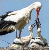  ??  ?? Ein Weißstorch füttert seine Jungtiere.
Foto: Boris Roessler