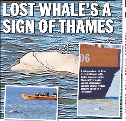  ??  ?? A beluga whale, far from its typical home in the Arctic, breaches in the Thames River east of London Wednesday, spurring animal welfare group to check on it (inset left).