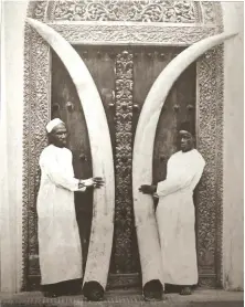  ??  ?? All-time world record tusks shot with a muzzle-loader by a slave of Tippu Tib in 1898.