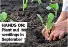  ??  ?? HANDS ON: Plant out seedlings in september