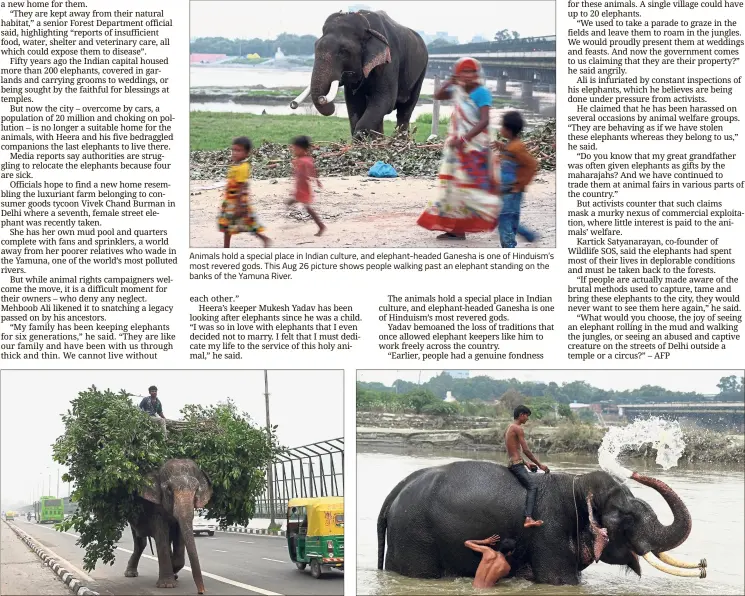  ??  ?? Animals hold a special place in Indian culture, and elephant-headed Ganesha is one of Hinduism’s most revered gods. This Aug 26 picture shows people walking past an elephant standing on the banks of the Yamuna River. An elephant laden with vegetation walking on a road in New Delhi and (right) Indian mahouts washing their elephant in the Yamuna River. Delhi’s last six elephants will have to move out of the smoggy Indian capital soon.
