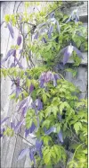  ?? SUBMITTED PHOTOS ?? Blue Dancer clematis blooms early and then has attractive seed pods.