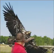  ?? Photo by Ryan Dahlman ?? Colin Weir, founder of the Alberta Birds of Prey Centre in Coaldale, demonstrat­es feeding time for Jay — the centre’s Golden Eagle — Aug. 12.