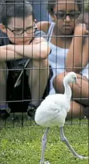  ?? Lake Fong/Post-Gazette ?? Children watch a flamingo chick during a visit Friday to the National Aviary on the North Side.