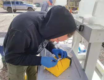  ?? Mark Hereford / Oregon Department of Fish & Wildlife ?? James Whelan, a graduate student at Cal Poly Humboldt, surgically implants radio transponde­r tags in a juvenile chinook salmon before the fish is released so its migration can be tracked.