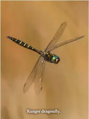  ??  ?? Ranger dragonfly.