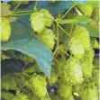  ?? FOTO: HIL ?? Hopfen aus Tettnang: Geringere Menge, aber gute Qualität.