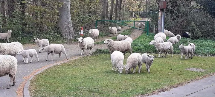  ??  ?? Rogue sheep wandering through the grounds of Himley Hall last week
