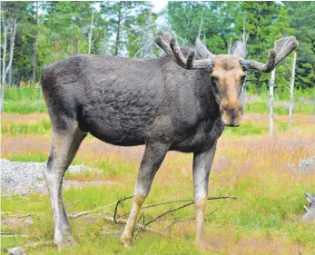  ?? FOTO: DPA ?? Eine mächtige Erscheinun­g: ein Elch in freier Natur.