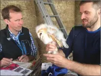  ??  ?? Fermoy farmer Denis Noonan and neighbour Donal Sheehan feeding the barn owl chicks.