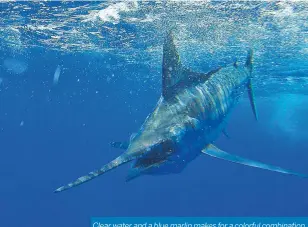  ??  ?? Clear water and a blue marlin makes for a colorful combinatio­n.