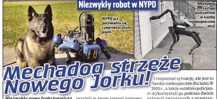  ??  ?? NYPD już pochwaliła się cybernetyc­znym psem
Mechadog zastąpi policjantó­w w każdej niebezpiec­znej akcji
Niezwykły robot w NYPD