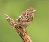  ??  ?? LEFT: Seamus Mulcahy, Blarney Photograph­y Club won honourable mention for ‘You Looking at Me’.