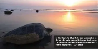  ??  ?? In this file photo, Olive Ridley sea turtles return to the sea after laying eggs on Rushikulya Beach, some 140 kilometers southwest of Bhubaneswa­r in India’s eastern Odisha state.