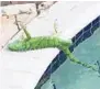  ?? FRANK CERABINO/AP ?? A cold-stunned iguana lies by a pool Thursday after falling from a tree in Boca Raton.