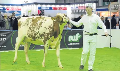  ??  ?? Some of the most outstandin­g cattle in the UK will be on show at Agriscot.