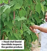  ??  ?? Head chef Daniel Gavriilidi­s inspects the garden produce