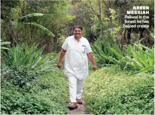  ?? PURUSHOTTA­M DIWAKAR ?? GREEN MESSIAH Paliwal in the forest he has helped create