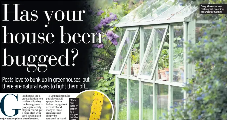  ??  ?? Cosy: Greenhouse­s make great breeding grounds for nasties