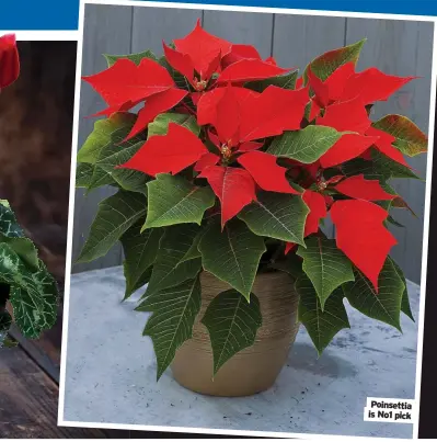  ?? ?? Poinsettia is No1 pick