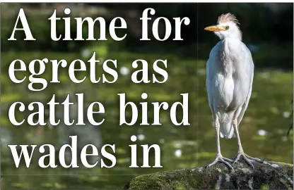  ??  ?? HITCH-HIKING HERON: Cattle egrets have made their way northwards from the African savannah