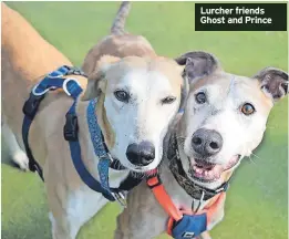  ?? ?? Lurcher friends Ghost and Prince