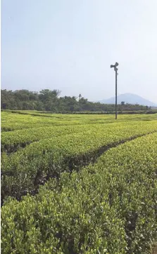  ??  ?? Healthy habit: Green tea farm in Jeju Island.