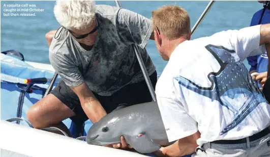  ??  ?? A vaquita calf was caught in mid-October but then released.
