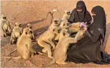  ?? — PTI ?? Muslim women feed langurs in Pushkar on Saturday.