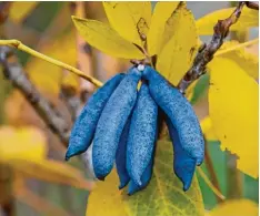  ?? Foto: Marion Nickig, tmn ?? Der Name ist Programm: Der Blaugurken­strauch (Decaisnea fargesii) bildet kobaltfar bene Früchte, die zum gelben Herbstlaub einen Kontrast bilden.