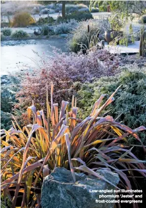  ??  ?? Low-angled sun illuminate­s phormium ‘Jester’ and frost-coated evergreens