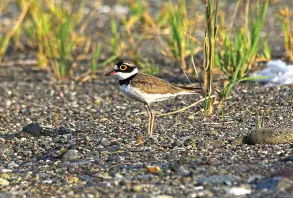  ??  ?? LITTLE Ringed Plover