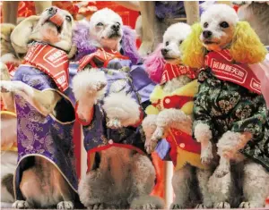  ?? BILD: SN/AP ?? Hunde werden für das „Jahr des Hundes“geschmückt.