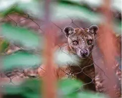  ??  ?? Rhiana, a fossa at the zoo, sports a splatter of goat milk on her face that zookeeper Megan Woodall sprayed near her as a morning treat.