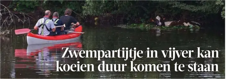  ?? FOTO'S BFM ?? De brandweer kon de dieren uit het water halen, maar dat ging niet zonder slag of stoot.