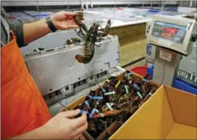  ?? THE ASSOCIATED PRESS ?? Live lobsters are packed and weighed for overseas shipment at the Maine Lobster Outlet in York, Maine. The expanding market for lobsters in China is continuing to grow, with the country setting a new record for the value of its imports of the...