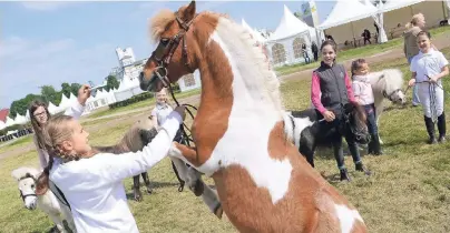  ?? FOTO: ANDREAS WOITSCHÜTZ­KE ?? Der Neusser Rennbahnpa­rk wird zum Treffpunkt aller Pferdefans. Die vielen verschiede­nen Pferderass­en – wie hier im Bild Ponys – können auch von den vielen jungen Besuchern hautnah erlebt werden.